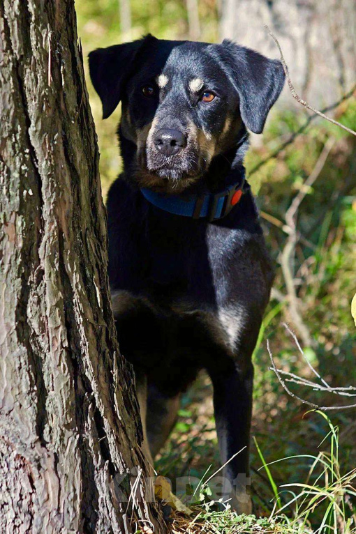 Собаки в Москве: Чудесная Ласточка в поиске дома. Девочка, Бесплатно - фото 2