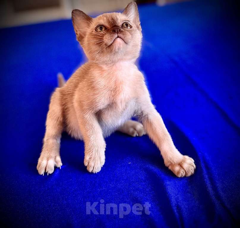 Кошки в Екатеринбурге: Клубные котята Европейской бурмы Мальчик, 60 000 руб. - фото 10