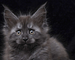 Кошки в Видном: Кот мейн-кун черный дым Мальчик, 95 000 руб. - фото 3