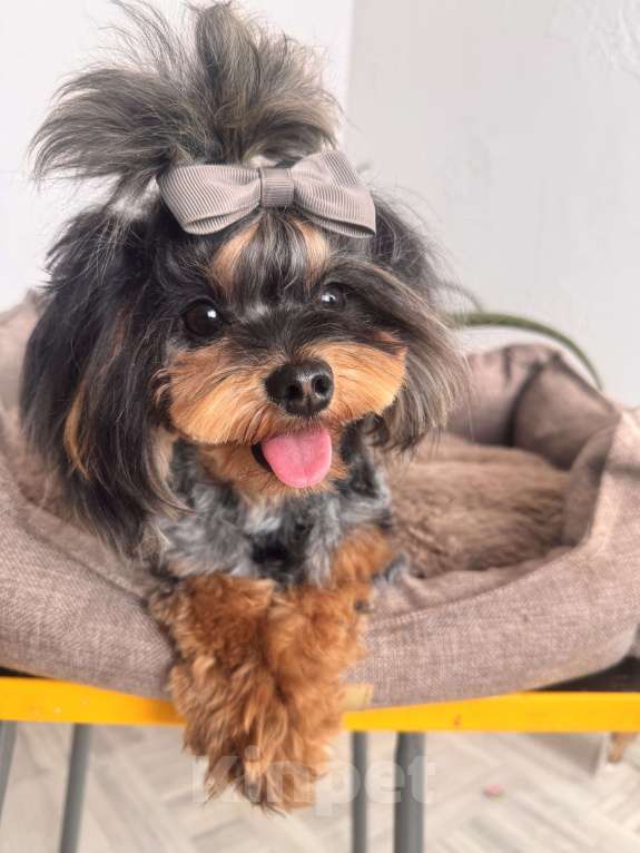 Собаки в Москве: Мальтипу мерле подрощенный мальчик  Мальчик, 100 000 руб. - фото 8