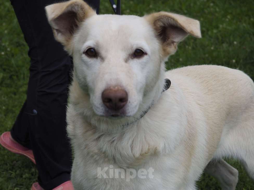 Собаки в Москве: Сэм, собака с потрясающей улыбкой Мальчик, Бесплатно - фото 3