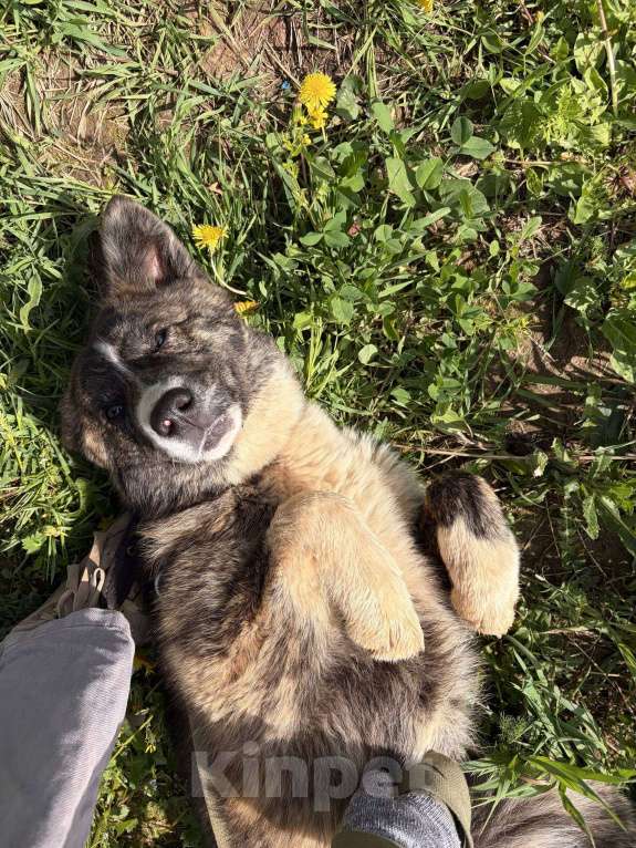 Собаки в других городах Московской области: Очаровательный тигренок Айза ❤️ Девочка, Бесплатно - фото 9