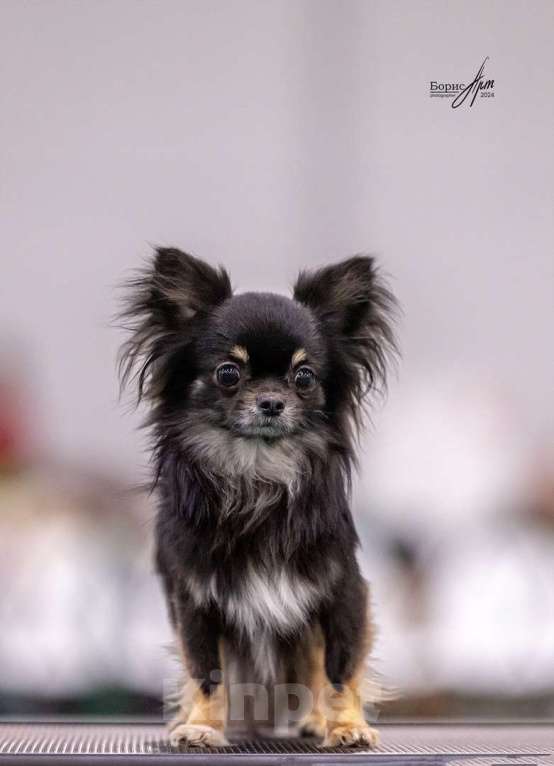 Собаки в Королеве: Молодой Чих ищет невесту! Мальчик, 10 000 руб. - фото 2