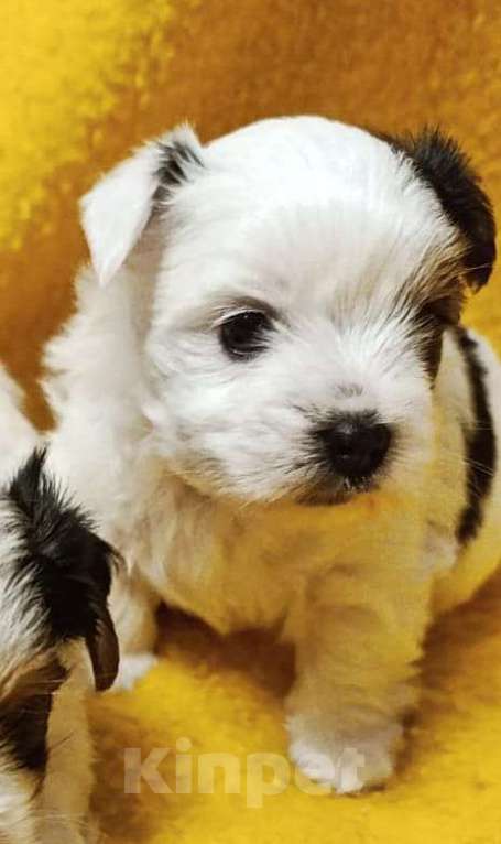 Собаки в Наро-Фоминске: Очаровательные щенки Бивер-Йорка Мальчик, 45 000 руб. - фото 4