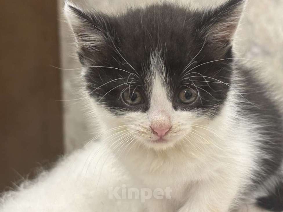 Кошки в Москве: Красивая 2 мес малышка Шаня в добрые руки! Девочка, Бесплатно - фото 3