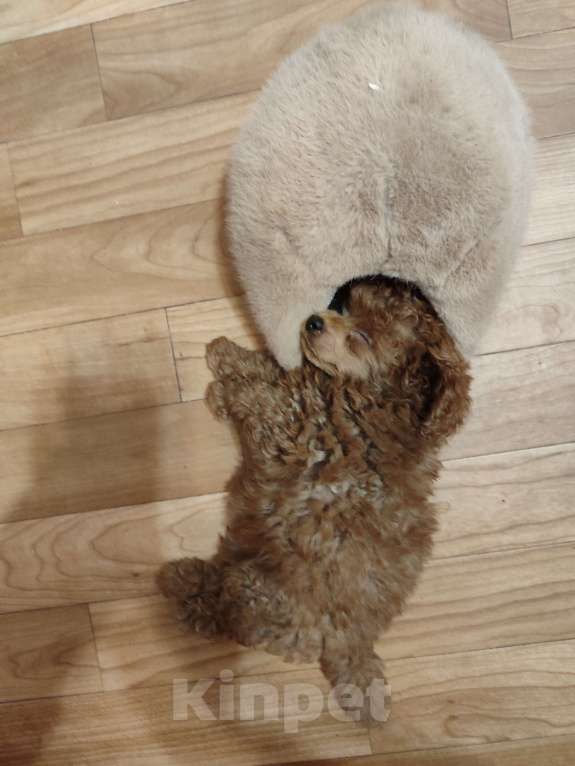 Собаки в Джанкое: Той пудель шоу класса от титулованных родителей. (26см) С Генетическими тестами по здоровью. Д Девочка, 150 000 руб. - фото 2