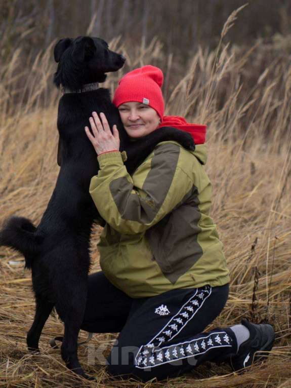 Собаки в Москве: Оникс ищет семью Мальчик, Бесплатно - фото 7