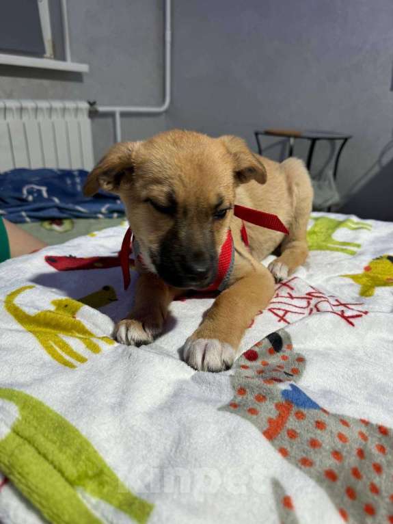 Собаки в Химках: Мальчик Мальчик, Бесплатно - фото 3