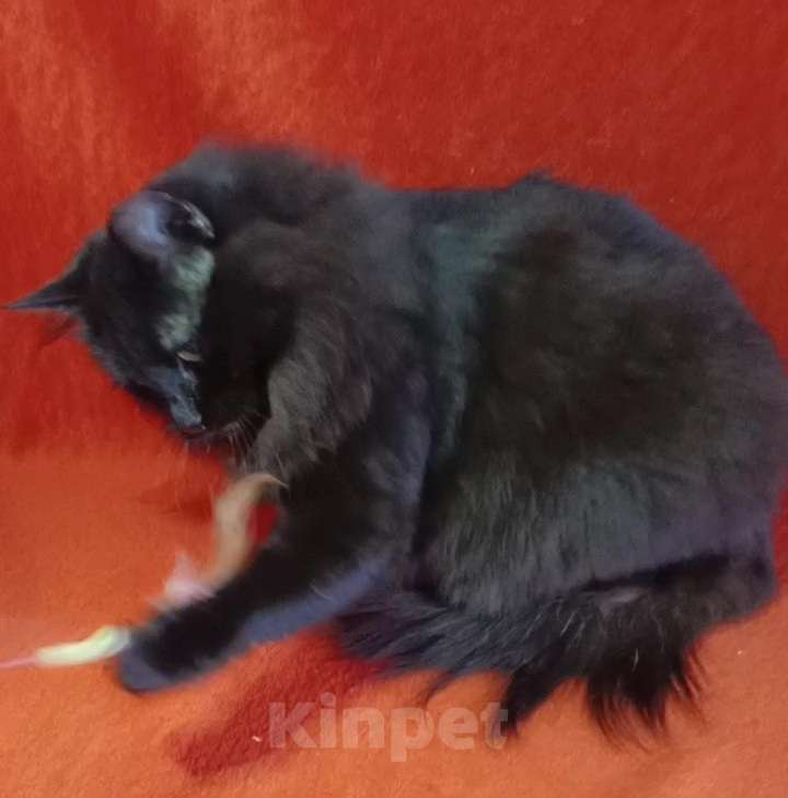 Кошки в Москве: Нюша и Плюша ищут дом Девочка, Бесплатно - фото 9