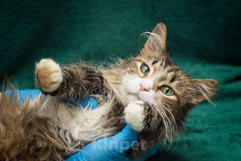 Кошки в Москве: Глория - это про нежность Девочка, Бесплатно - фото 3