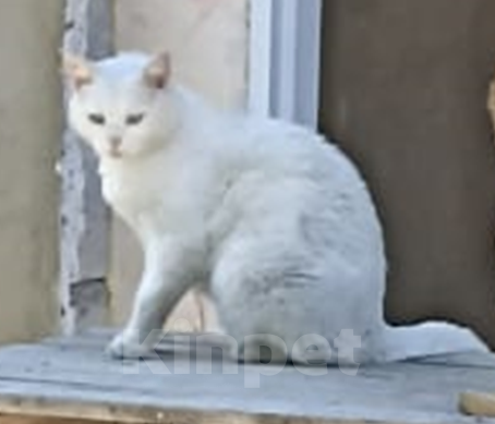 Кошки в Нальчике: Пропал кот Мальчик, Бесплатно - фото 1