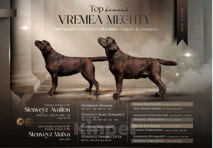 Собаки в Москве: Щенки лабрадора  Мальчик, 80 000 руб. - фото 2