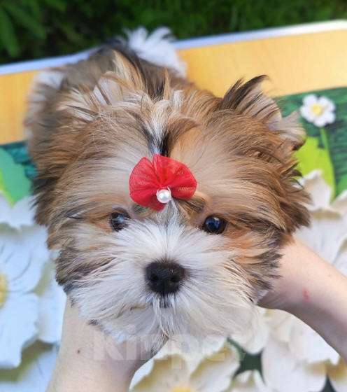 Собаки в Москве: Русалка, мальчик, очень перспективный Мальчик, 100 000 руб. - фото 6