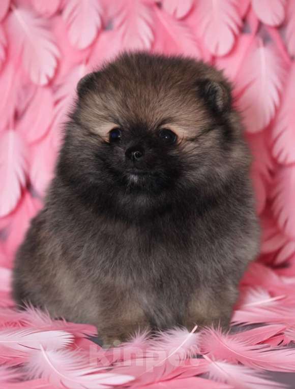 Собаки в Москве: Шпиц мальчик Мальчик, 40 000 руб. - фото 4