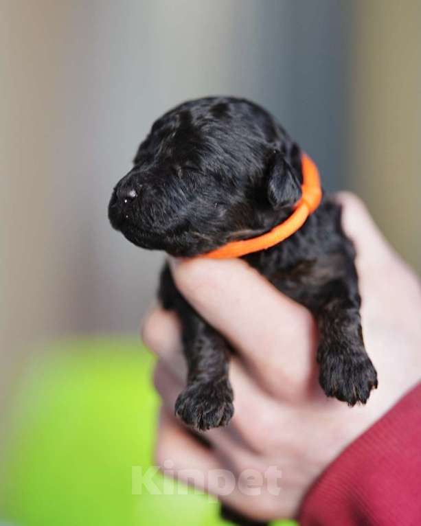 Собаки в Санкт-Петербурге: Щенки пуделя той/миниатюр  Девочка, Бесплатно - фото 4