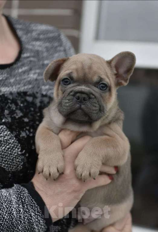 Собаки в других городах Воронежской области: Французский бульдог мальчик  Мальчик, 55 000 руб. - фото 7