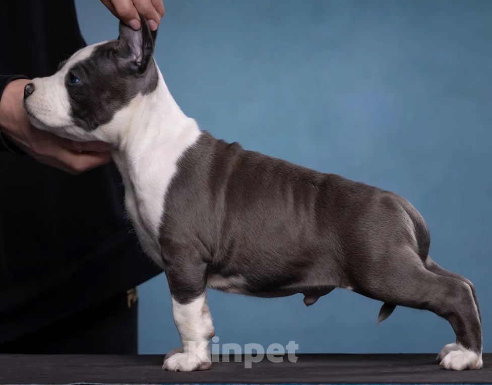 Собаки в Санкт-Петербурге: Продаётся шикарный парень Мальчик, Бесплатно - фото 5