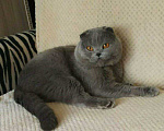Кошки в Электростали: Вязка с Шотландским вислоухим котом Мальчик, 2 500 руб. - фото 1