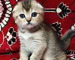 Кошки в Колпашево: Котенок, 6 000 руб. - фото 6