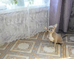 Собаки в Москве: детки чишки ,девчонки и мальчишки, 25 000 руб. - фото 7