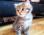 Кошки в Саратове: Котята Мальчик, 1 000 руб. - фото 4