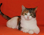 Кошки в Москве: Милая трехцветная кошка Мила в добрые руки Девочка, Бесплатно - фото 3