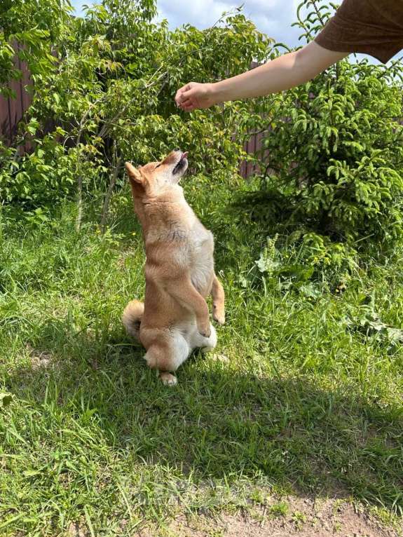 Собаки в Москве: Штурман. Самый лучший сиба  Мальчик, 40 000 руб. - фото 7