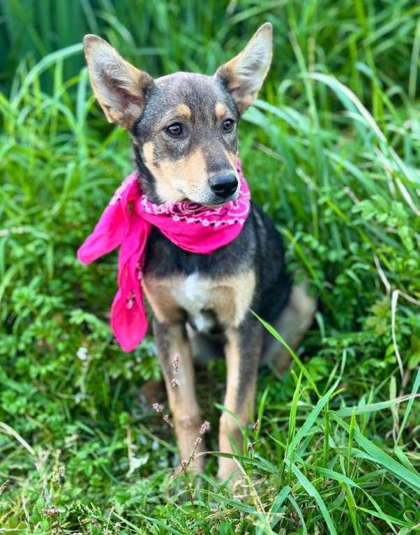 Собаки в Москве: Маленькая принцесса Рита с умными глазами в поисках своего дома Девочка, 1 руб. - фото 3