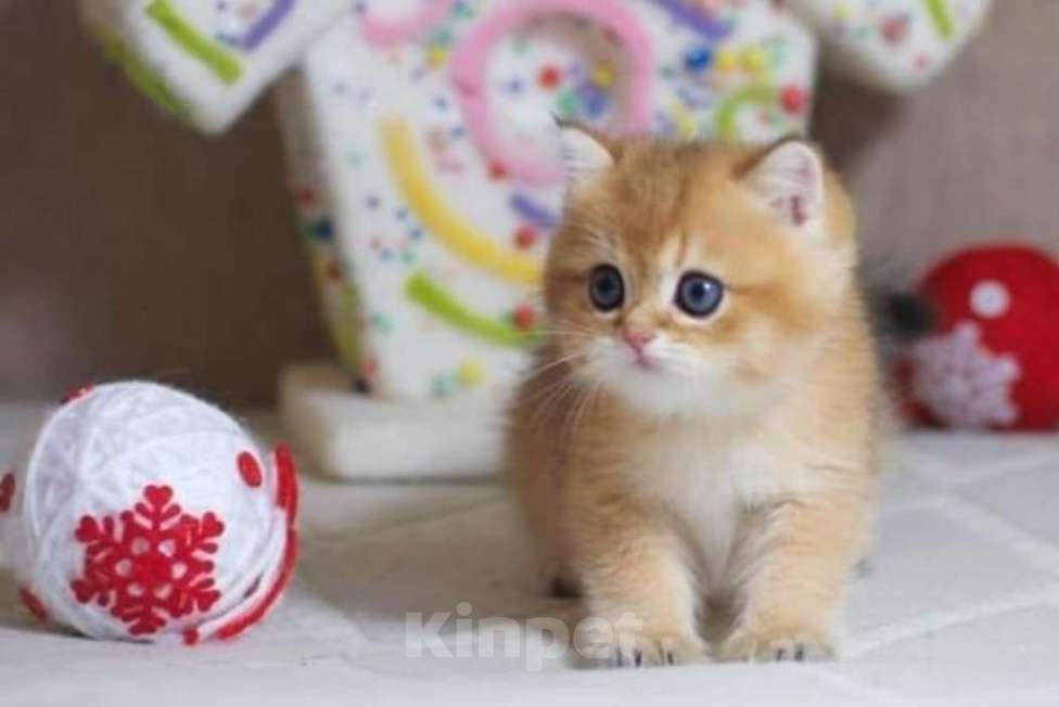 Кошки в Москве: Британские котята Мальчик, 35 000 руб. - фото 8