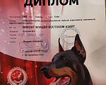 Собаки в Владивостоке: Щенок шпица 2+ЛУЧШИЙ БЕЙБИ ВЫСТАВКИ-документы ркф Мальчик, 38 000 руб. - фото 6