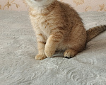 Кошки в Курганинске: Продаются шотландские котята Девочка, Бесплатно - фото 4