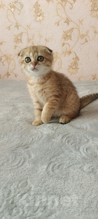 Кошки в Курганинске: Продаются шотландские котята Девочка, Бесплатно - фото 4