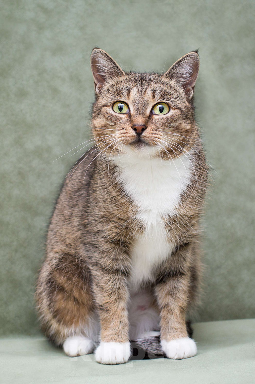 Кошки в Москве: Лета найдет дом до лета?  Девочка, Бесплатно - фото 3