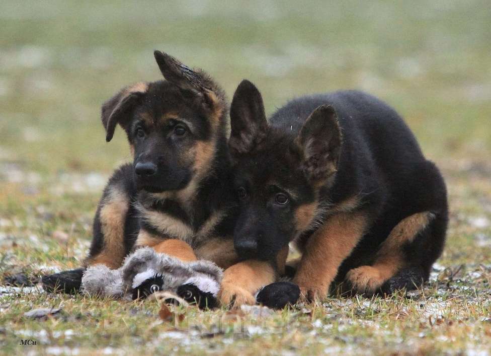 Собаки в Электростали: Щенки немецкой овчарки  Девочка, 60 000 руб. - фото 3