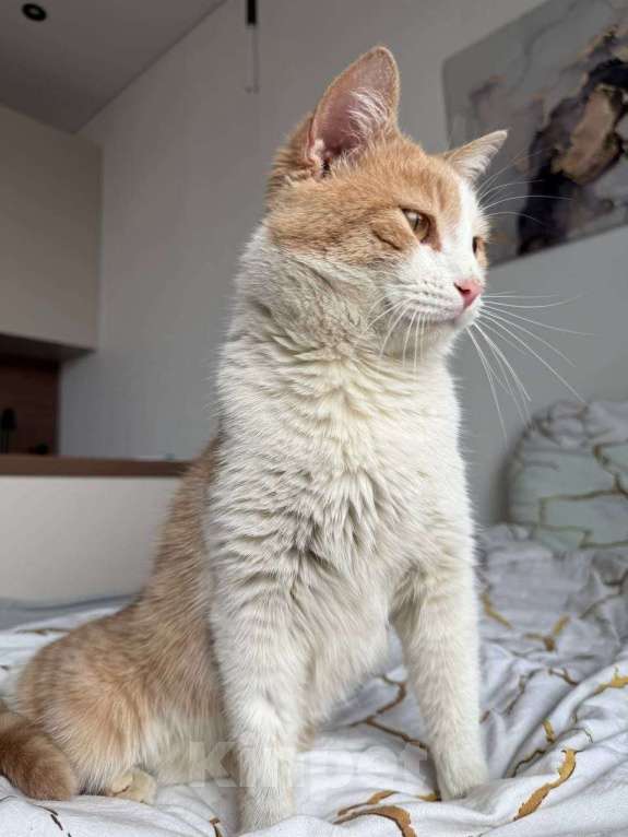 Кошки в Москве: Кот Пельмень ищет дом Мальчик, Бесплатно - фото 7