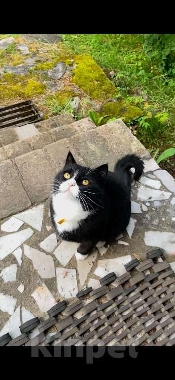 Кошки в Санкт-Петербурге: Потерялась кошка Девочка, 3 000 руб. - фото 4