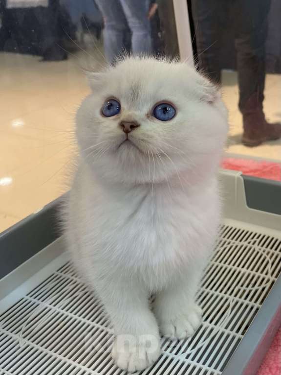 Кошки в Москве: Юджик Мальчик, 40 000 руб. - фото 3