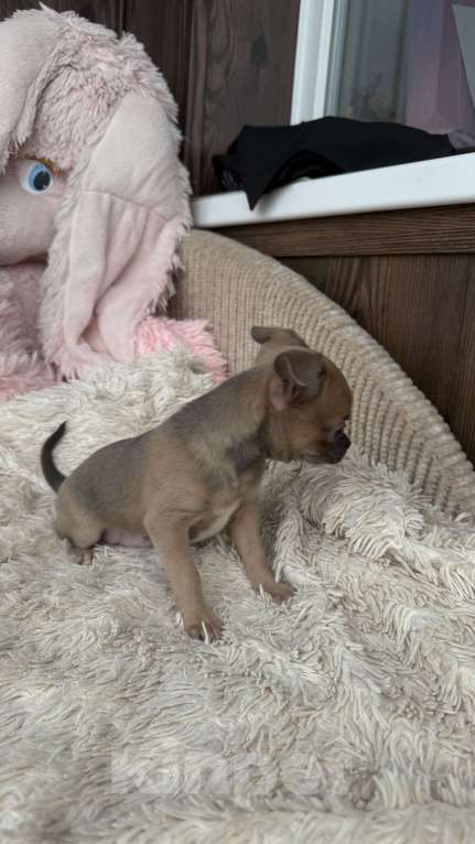 Собаки в Томске: Щенок чихуахуа мальчик г/ш Мальчик, 35 000 руб. - фото 8
