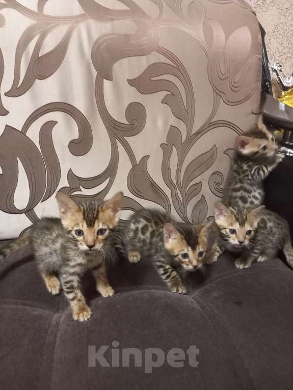 Кошки в Пензе: Бенгальские котята Девочка, 12 000 руб. - фото 8