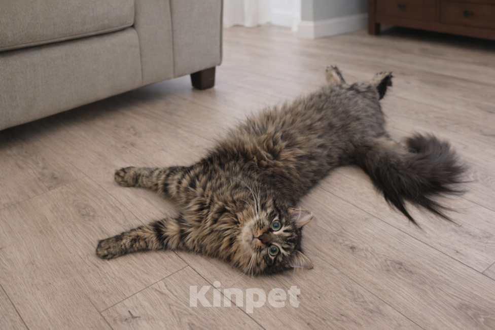 Кошки в Санкт-Петербурге: Котику Плюше нужен хозяин Мальчик, Бесплатно - фото 5