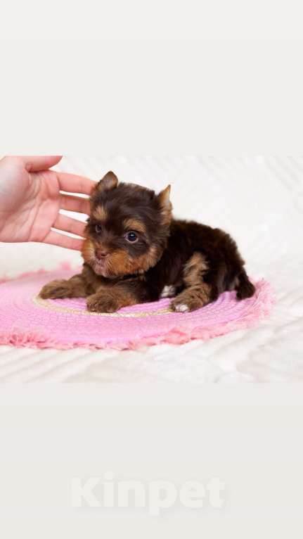 Собаки в Москве: Девочка милашка  Девочка, 70 000 руб. - фото 2