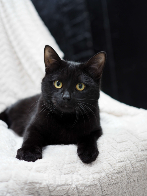 Кошки в Москве: Нежный и ласковый котёнок в добрые руки  Мальчик, Бесплатно - фото 5