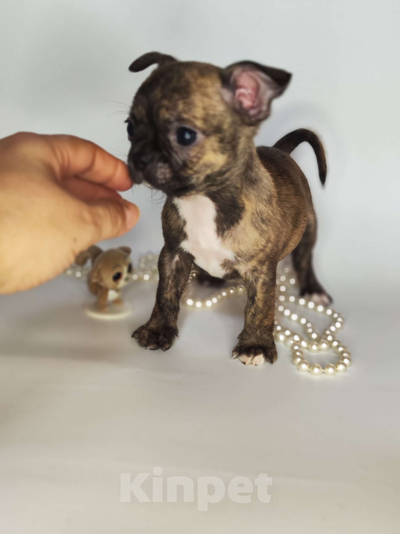 Собаки в Москве: Мальчики чихуахуа бейби фейс  Мальчик, 25 000 руб. - фото 7