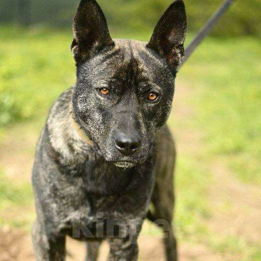 Собаки в Москве: Ким ждет семью Мальчик, Бесплатно - фото 1