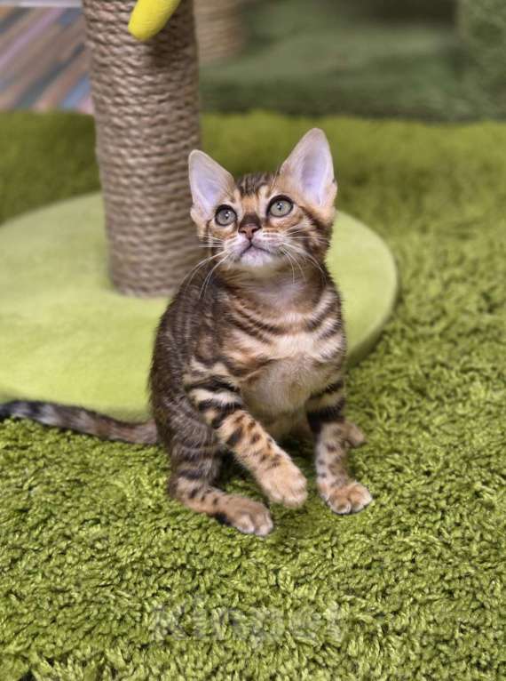 Кошки в Москве: Filadelfia Benjoy Девочка, 95 000 руб. - фото 8