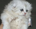 Кошки в Москве: Шотландский вислоухий котенок Мальчик, 40 000 руб. - фото 1
