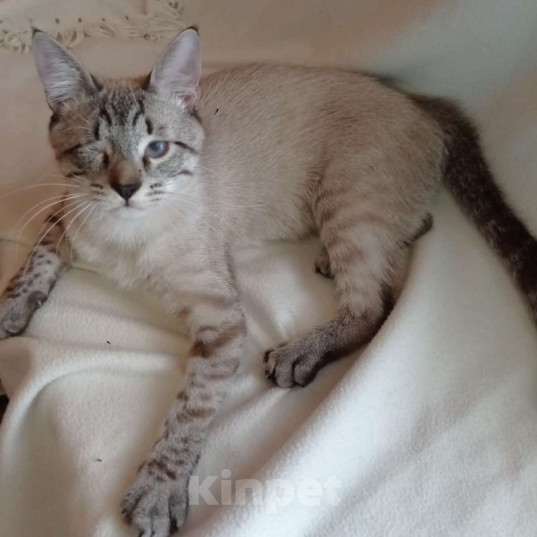 Кошки в Одинцово:  Котёнок Семён в добрые руки Мальчик, Бесплатно - фото 8