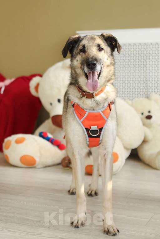 Собаки в Москве: Добродушная собачка Виста в добрые руки Девочка, Бесплатно - фото 7