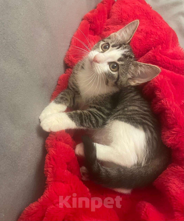 Кошки в Санкт-Петербурге: Забавная малютка Наточка Девочка, Бесплатно - фото 2