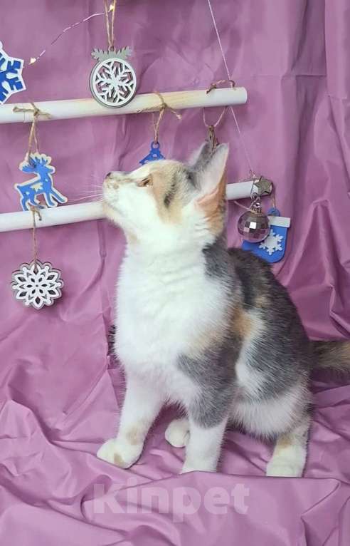 Кошки в Москве: Котёнок трехцветого окраса в добрые руки  Девочка, Бесплатно - фото 3